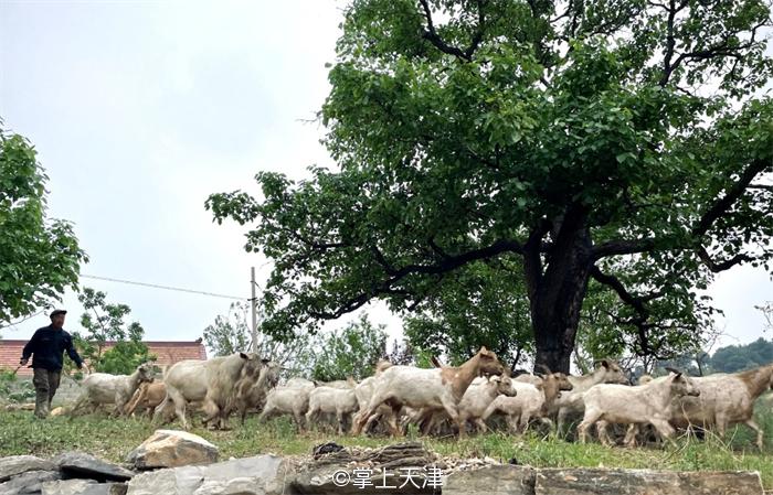 蓟州玩水垂钓农家院,蓟州区适合带孩子玩的农家院