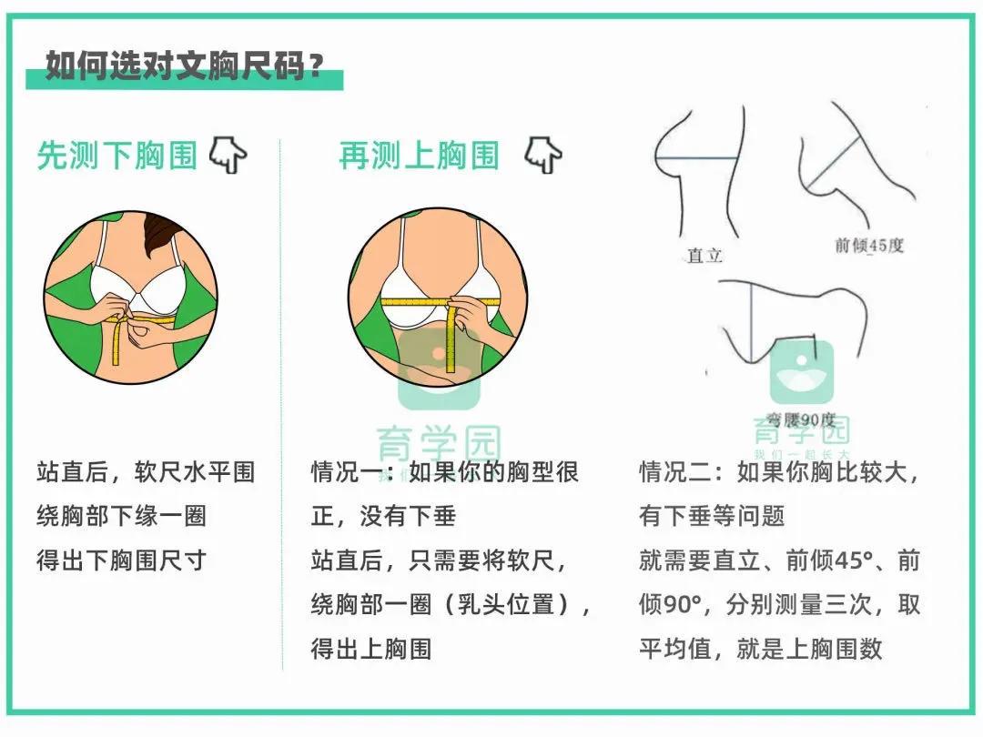 乳房的生理阶段可以划分为各时期,乳房的基础知识和护理
