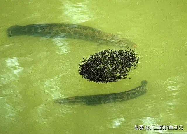 黑鱼钓法技巧野钓,黑鱼钓法技巧