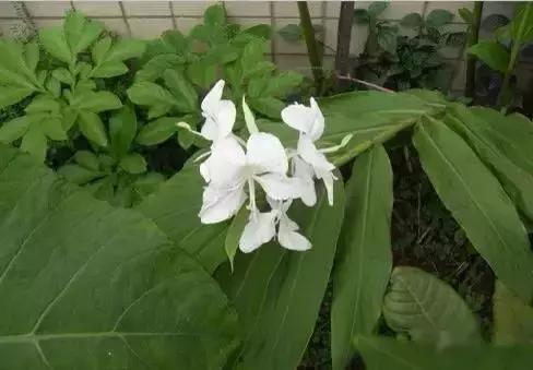 世界各国国花大开眼界美到爆,世界各国国花及国树