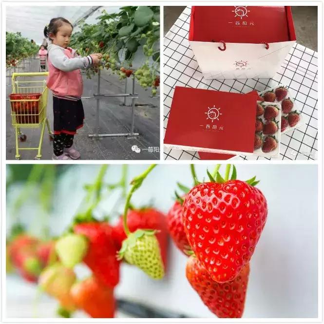 亩产值十万元的品种,亩收入10万元的农作物