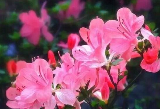 杜鹃花黄叶烂根怎么办,养杜鹃花窍门