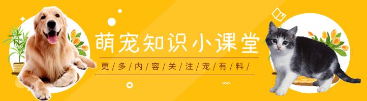 狗狗肛门腺发炎怎么治疗,狗狗肛门腺发炎的症状