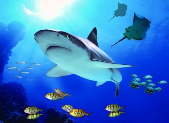 布莱顿旅游几天合适,布莱顿旅游一日游