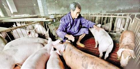 软蜱造成非洲猪瘟的几率有多大？