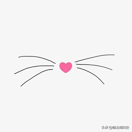 猫猫的胡须为什么越来越多,猫胡须是什么颜色