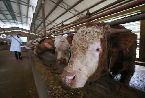 老手养牛20只一年赚多少钱,教养牛20只黄牛一年赚多少钱