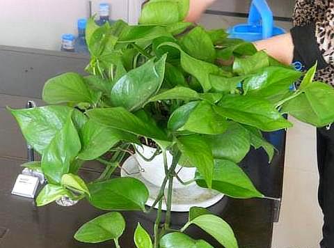 羊粪有机肥适合什么植物,羊粪鸡粪哪种种菜好