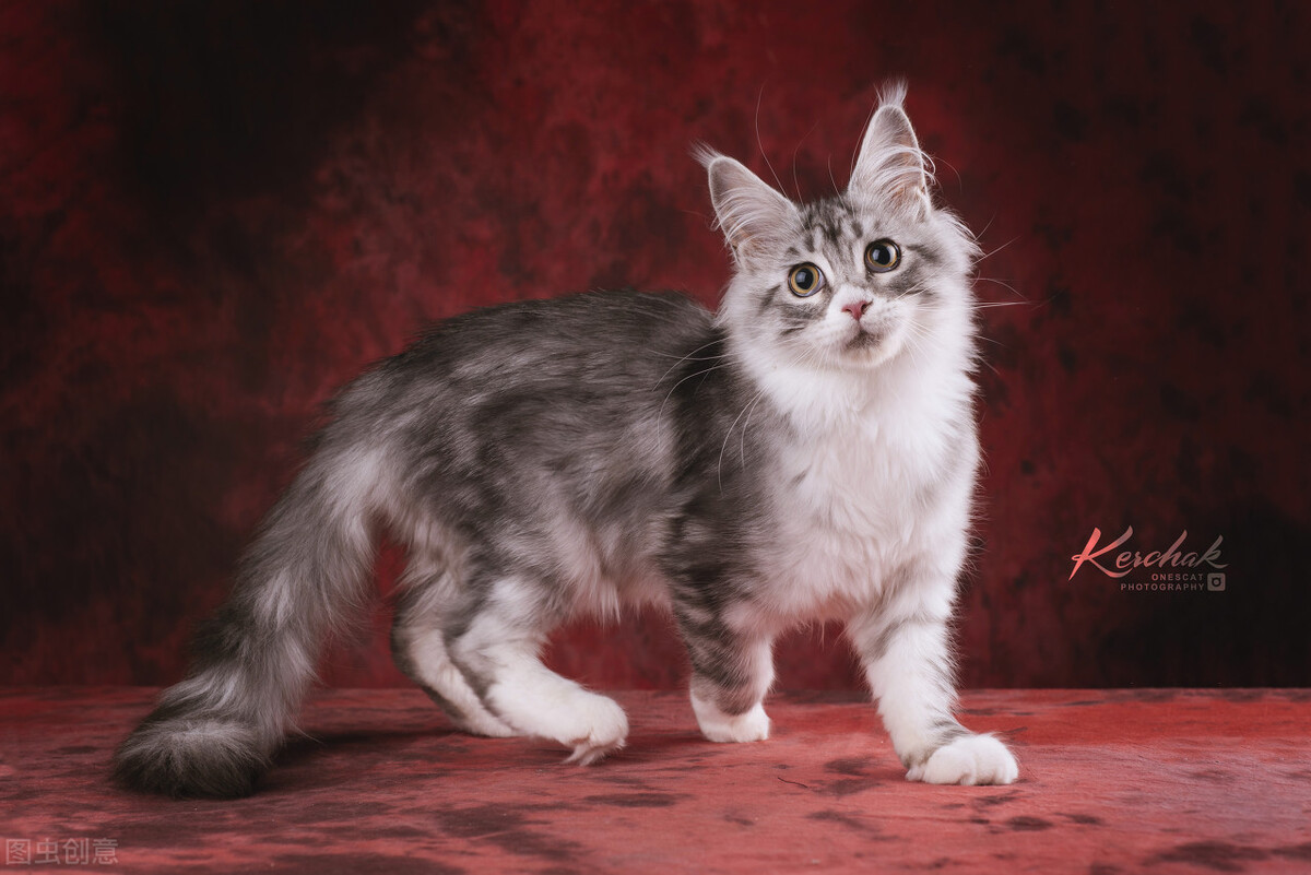 原来缅因猫的温柔是会传染的,为什么有些缅因猫很凶