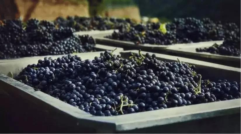 格鲁吉亚红酒有几个大品牌,格鲁吉亚的红酒假的多吗