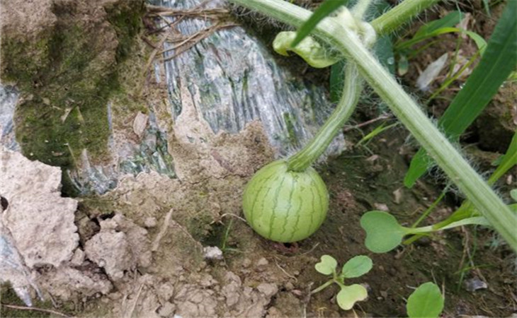 种植西瓜的技巧最神奇,西瓜种植如何达到高产