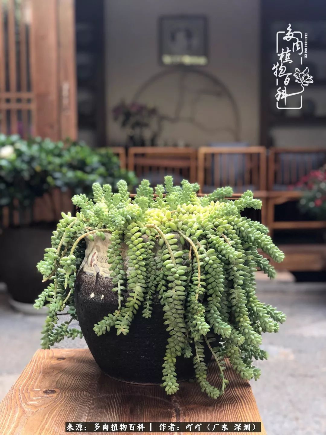 涓冨僵浜戝崡澶氳倝,浜戝崡澶氳倝涔嬫梾