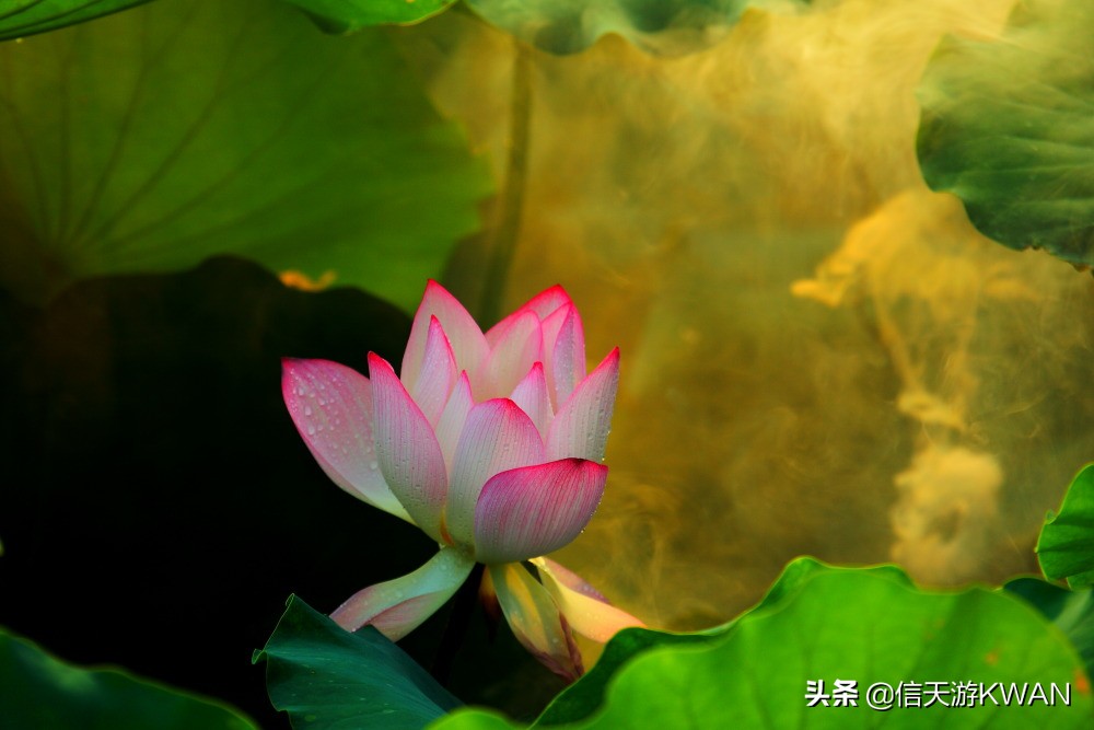 澶忚嚦宸茶嚦鑽疯姳鏅偣 (澶忚嚦宸茶嚦閭ｅ氨蹇樺嵈鐐庣儹鍘昏祻鑺卞惂)