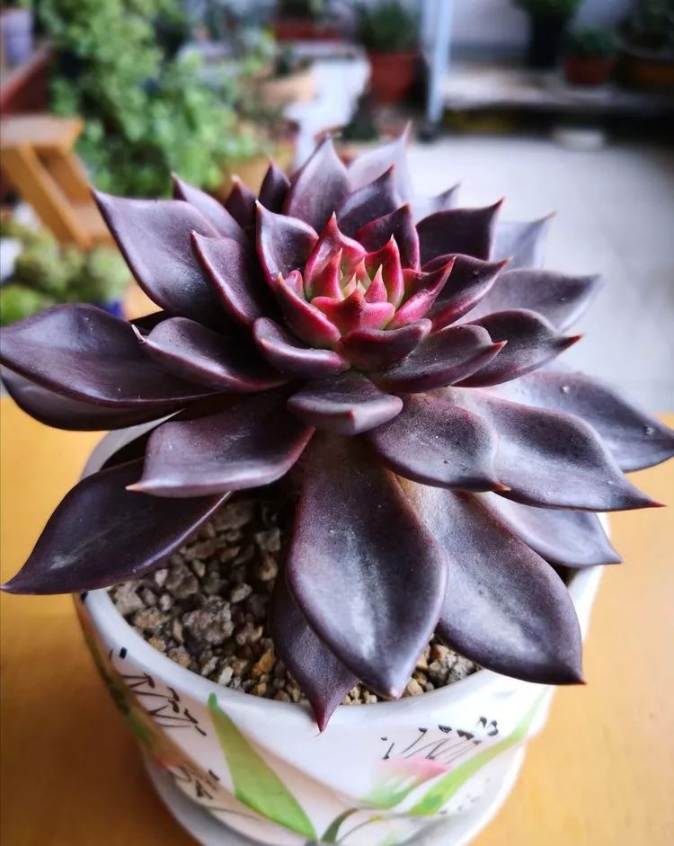 一花一世界多肉园艺,一花一世界一叶一菩提多肉植物