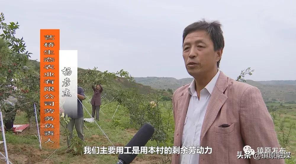 襄汾花椒映红致富路,陇南武都小康路上花椒红