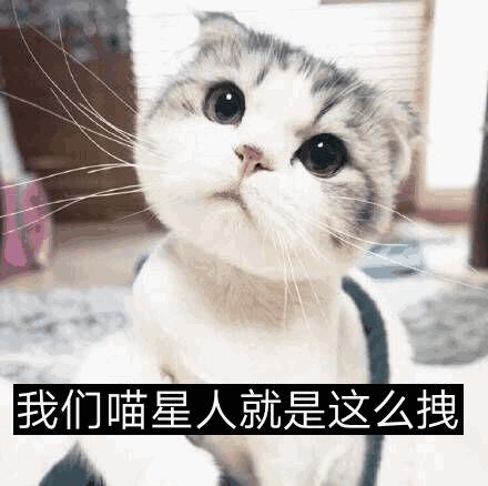 你家猫爱吃零食吗,你家猫咪爱吃水果吗