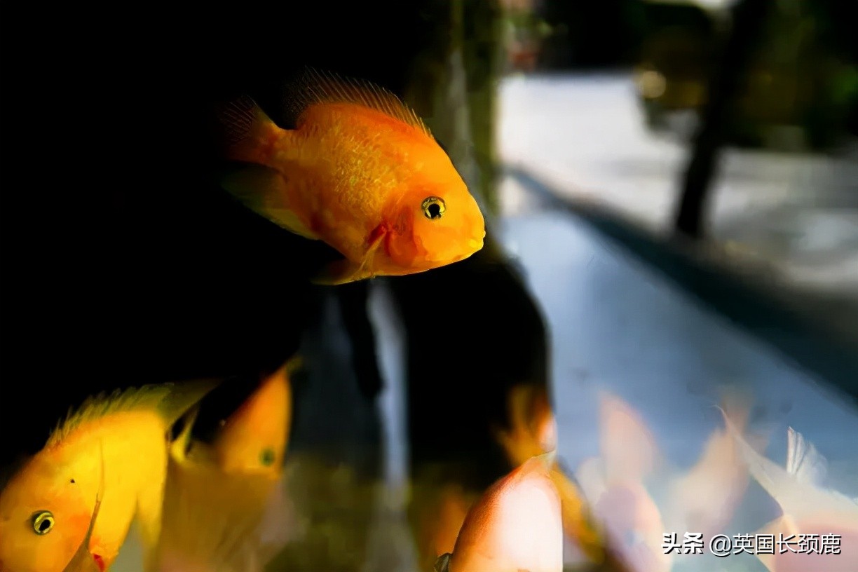 羊驼治愈案例,动物治愈焦虑