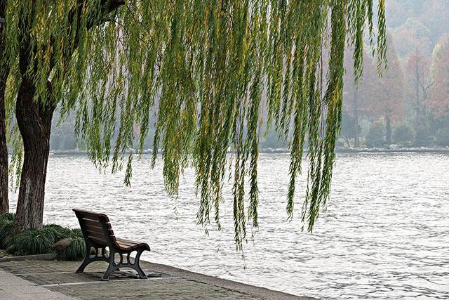 描写柳树的诗句名句,几句描写柳树的优美词句