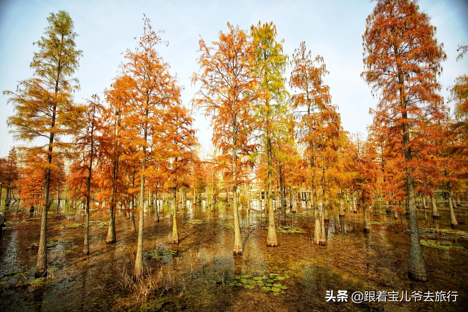 南京燕雀湖水杉林,南京秋天水杉林