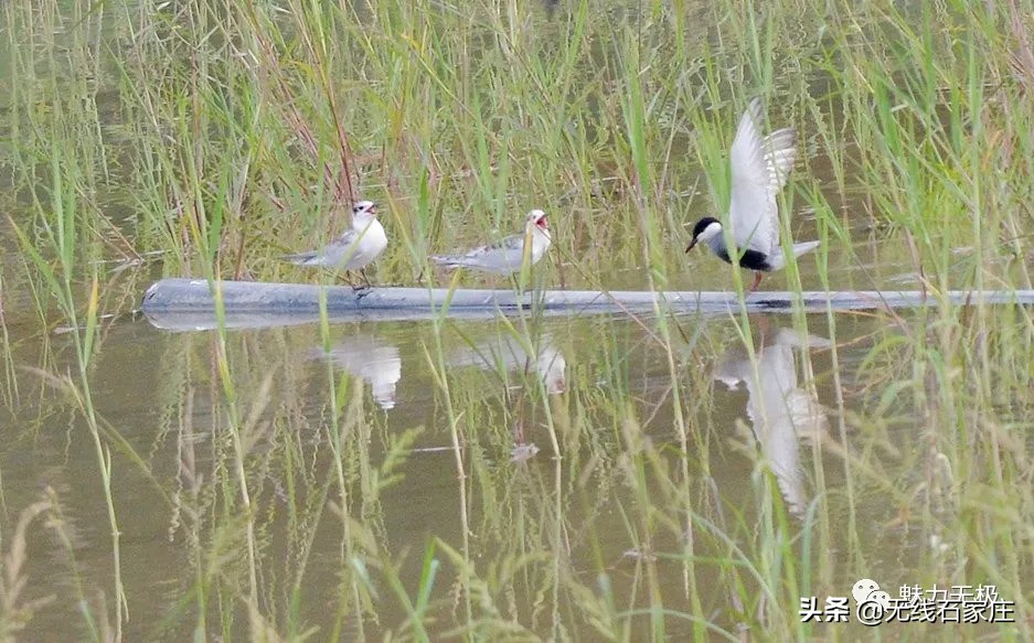 澶х編鏃犳瀬楂樻竻鐩存挱,澶х編鏃犳瀬