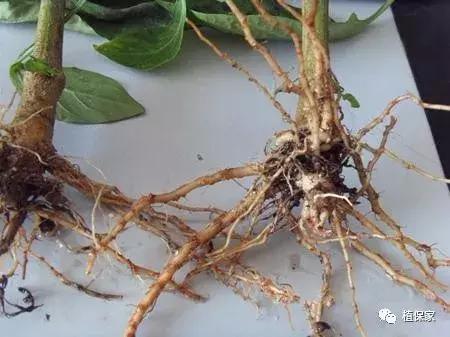 桃树根腐病的治疗方法,治疗根腐病用这四种方法就足够了