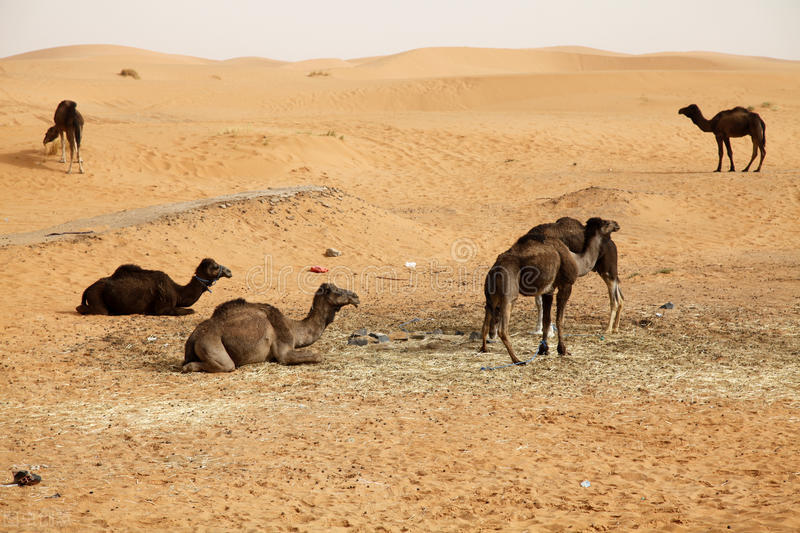 骆驼是食草还是食肉动物,骆驼是食草动物还是食肉动物