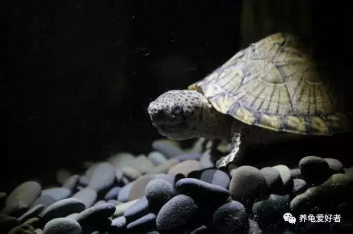 为什么草龟打架互咬,蛋龟打架互咬