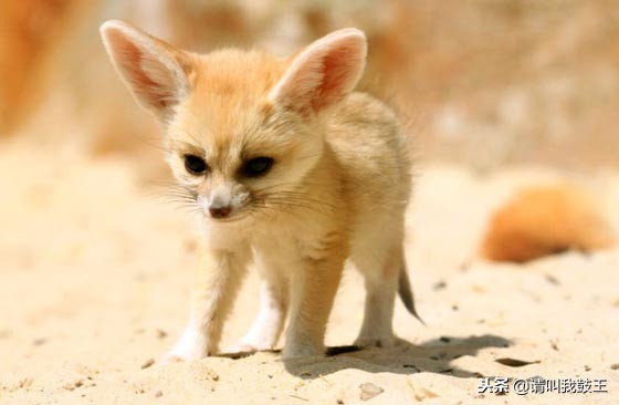 最可爱出名的宠物狐狸,宠物白狐狸有多可爱