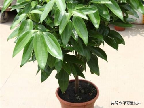 平安树叶子发干发黄怎么回事,平安树叶子一直发黄什么原因