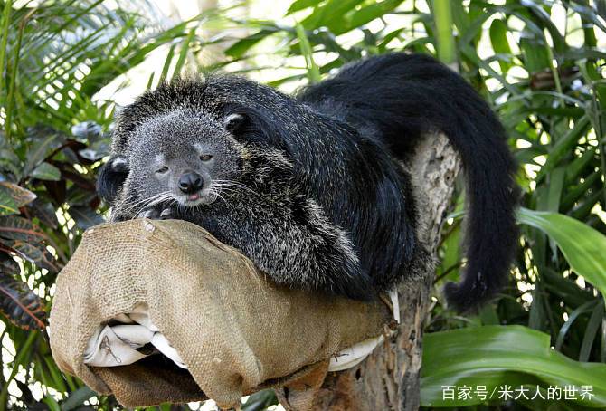 熊狸特征,熊狸厉害吗