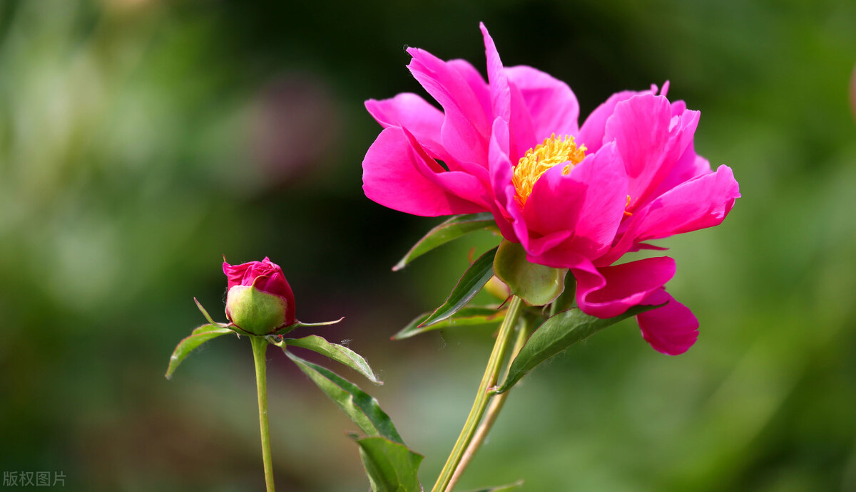逍遥丸舒肝丸功效与作用,逍遥丸治肝气郁结有作用