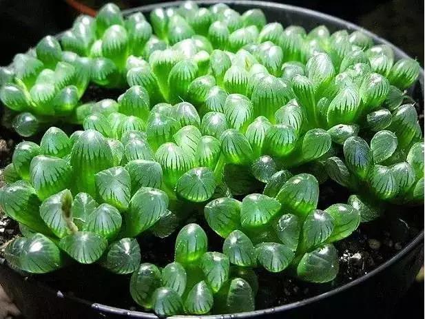 推荐轻松玩转100种常见多肉植物,700种多肉植物图鉴pdf百度云