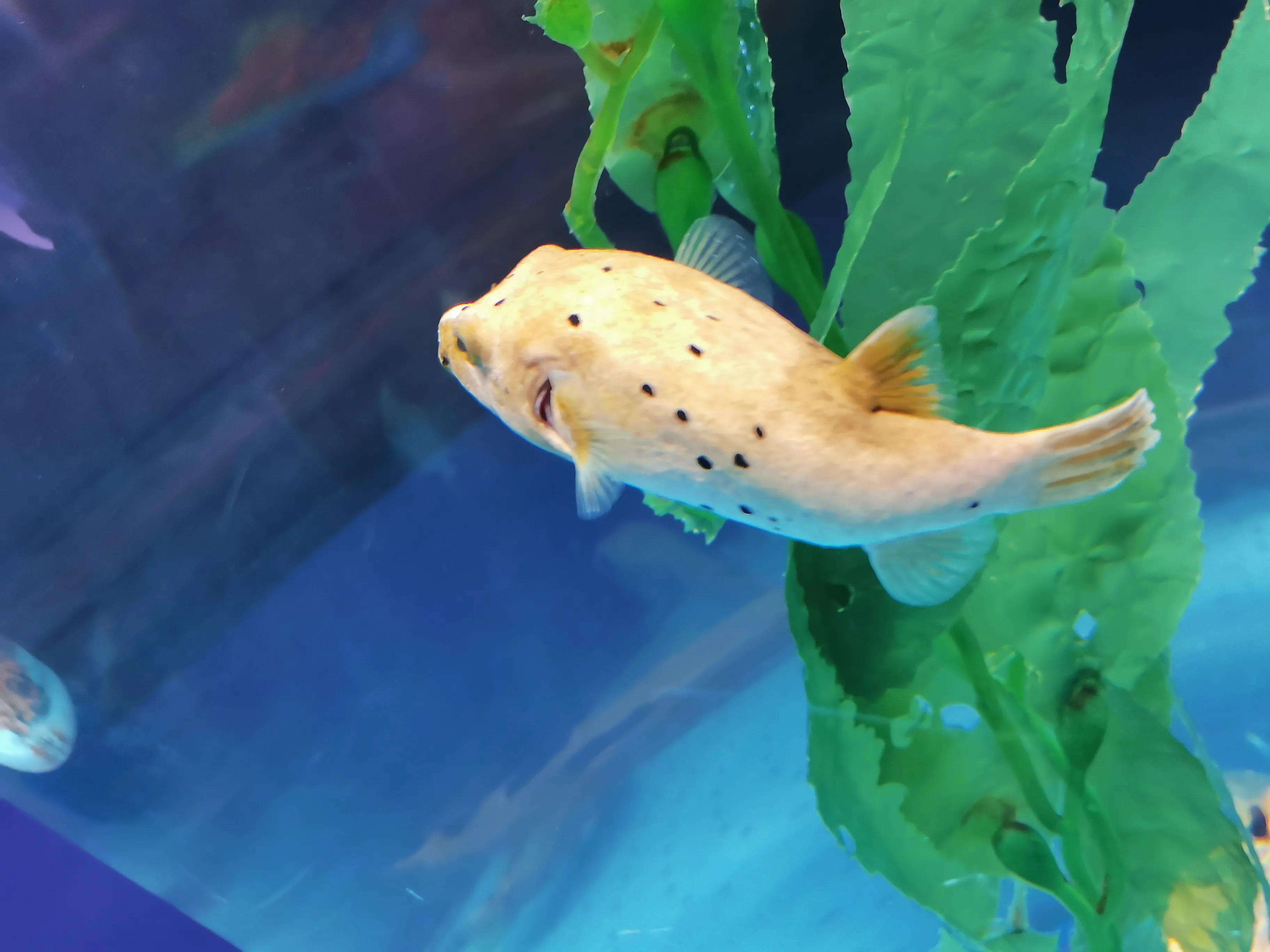 璧拌繘娴锋磱鍔ㄧ墿娴峰簳涓栫晫,鍙傝娴峰簳涓栫晫娴锋磱鍔ㄧ墿瑙嗛