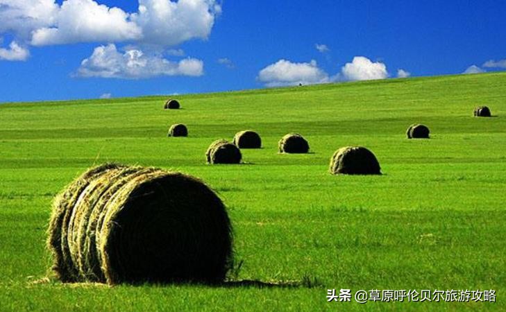 八月份呼伦贝尔还有草吗,呼伦贝尔草原草绿了吗