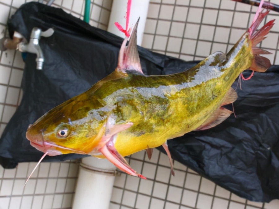 死亡率极高的黄颡鱼腹水症解决方案来了！专家建议提前预防