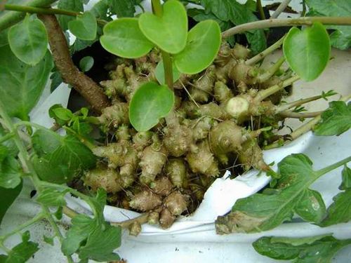 三七根腐病的发病原因,三七根腐病症状有哪些