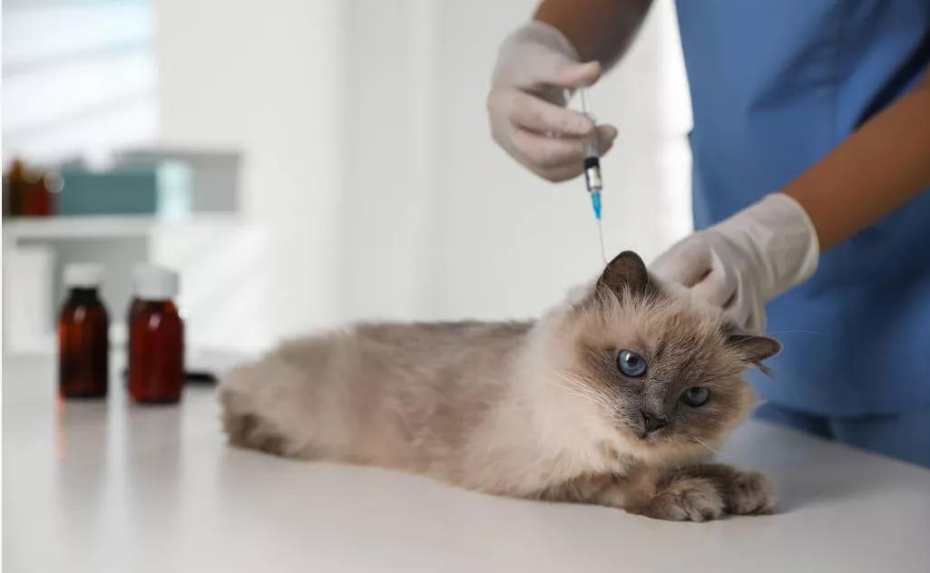 得了狂犬病恐惧症的表现,得了狂犬病恐惧症