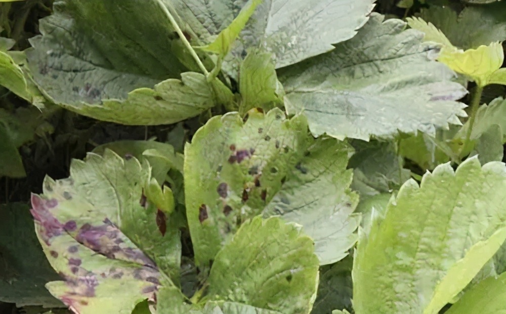 草莓土壤里有虫怎么处理,草莓棚四大病害