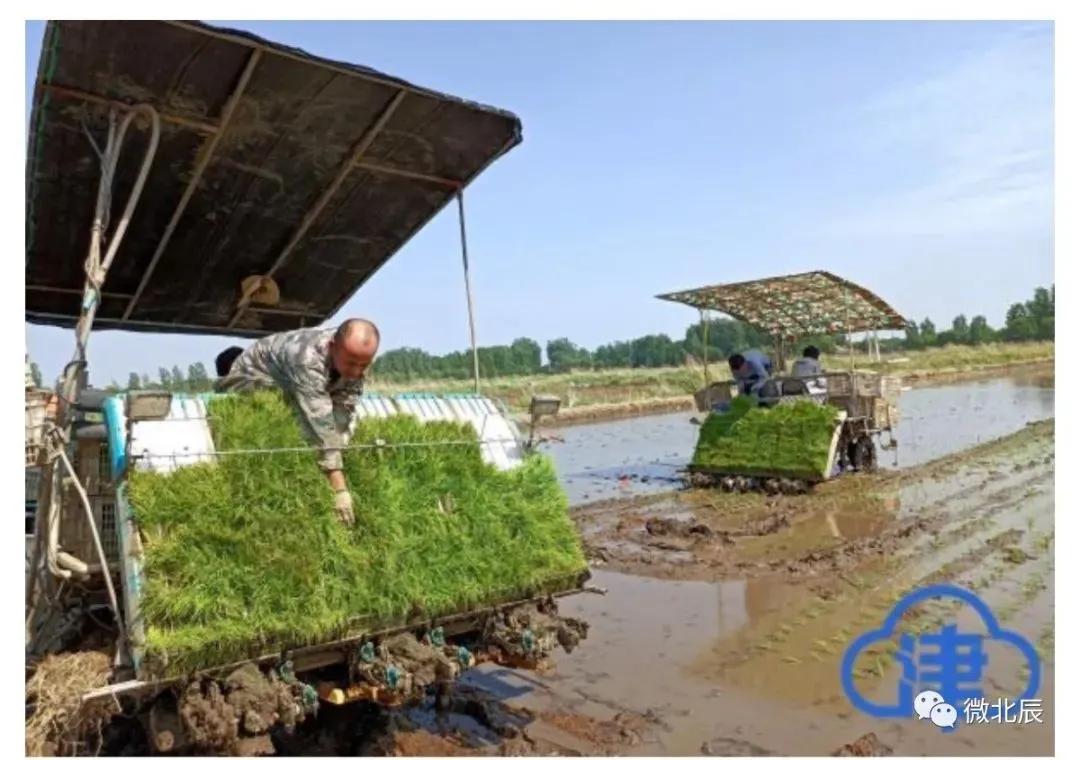 央媒、市媒聚焦|100%机械化！北辰区​万亩水稻插秧场面美如画~
