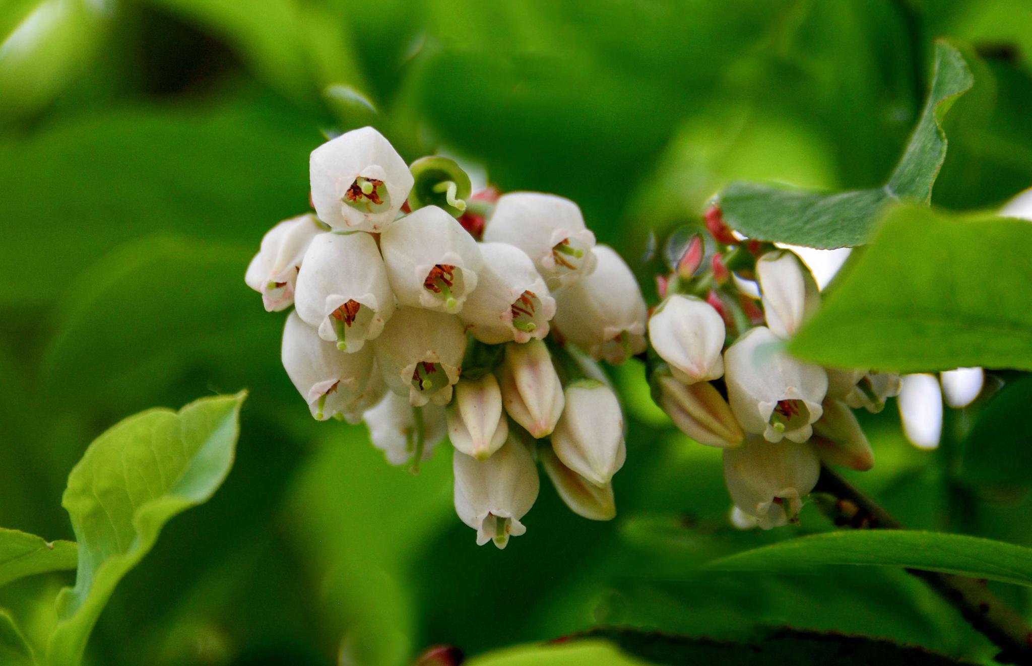 农村大哥蓝莓地里铺锯末，历经3年变身摇钱树，眼看成熟鸟吃光