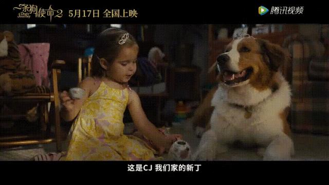 狗狗的第二次重生怎样取名字,狗狗轮回的一生