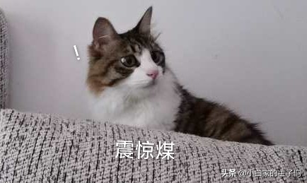 原来狗子也会来大姨妈,狗子快来大姨妈有什么反应