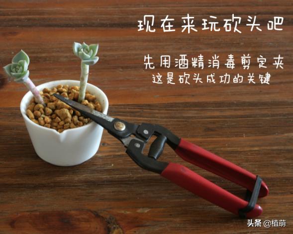 白牡丹叶插苗有多好养,白牡丹徒长修剪