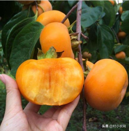 农作物小作坊创业项目,现在农村做什么种植最赚钱最稳