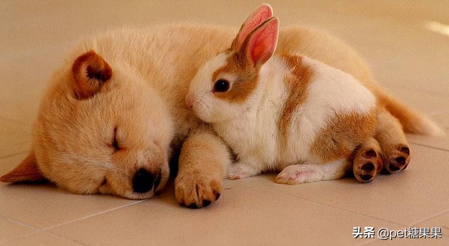 狗狗发情期的注意事项,公狗和母狗发情有什么区别?