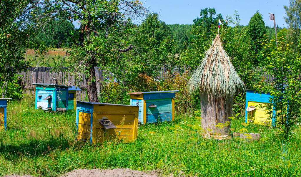 养蜂烂子病治疗视频,养蜂技术假如蜂子生病怎么办