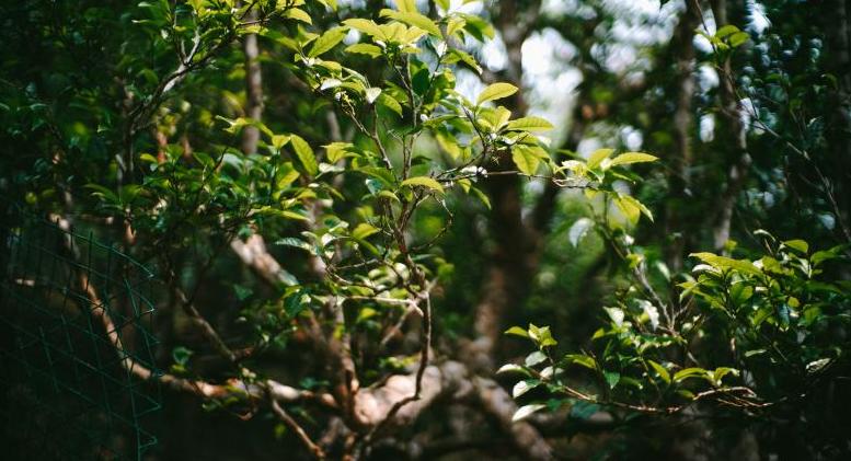 普洱茶四大产区和六大茶山,普洱茶六大产区和六大茶山地图
