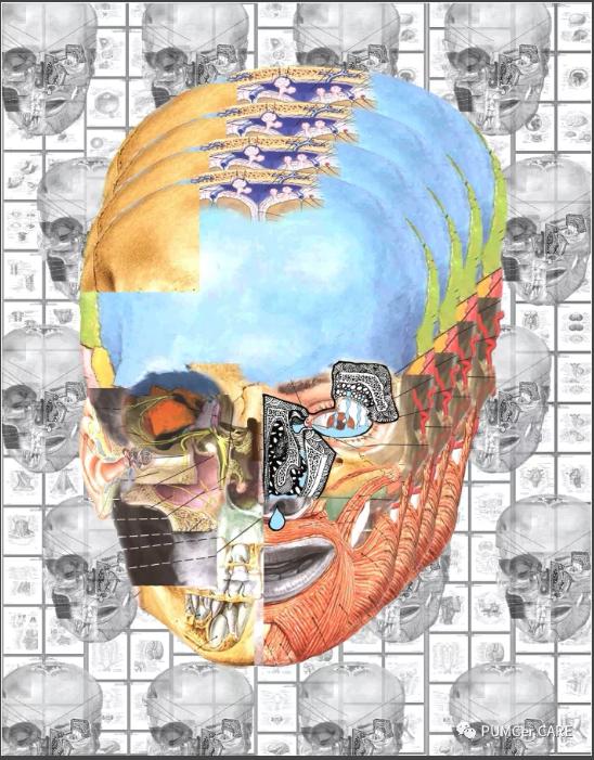 灵魂画手！协和医学生手绘器官解剖图，极具艺术美感，走红网络！