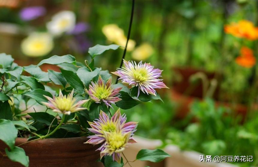 养花3年，把“魔法喷泉”养成“活瀑布”，养护过程4点别忽视