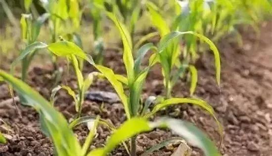 玉米发黄死苗用什么农药好,玉米苗死苗怎样防治